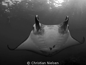 Happy snorkler, happy diver, happy Manta ?
Photo shot on... by Christian Nielsen 